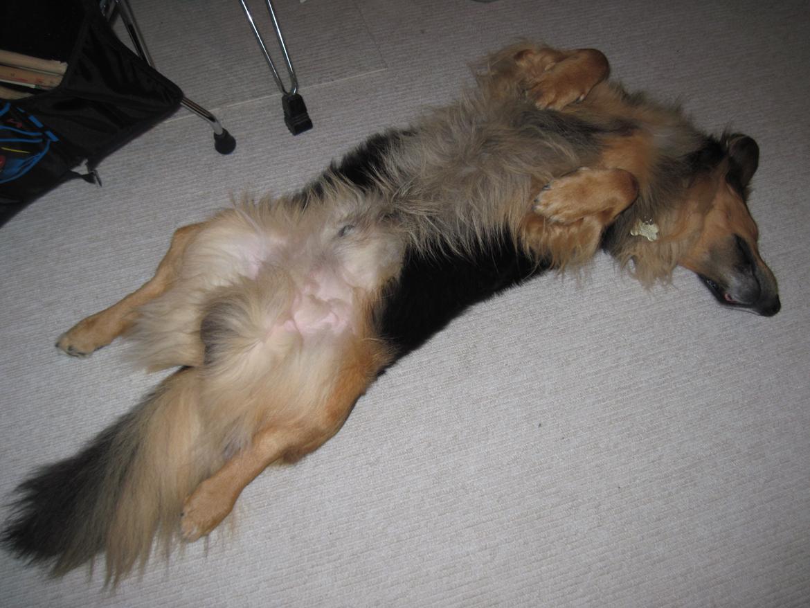 Blanding af racer †Baloo<3† Hvil i fred min ven.† - Hmm, ja sådan kan man da også ligge.. billede 3