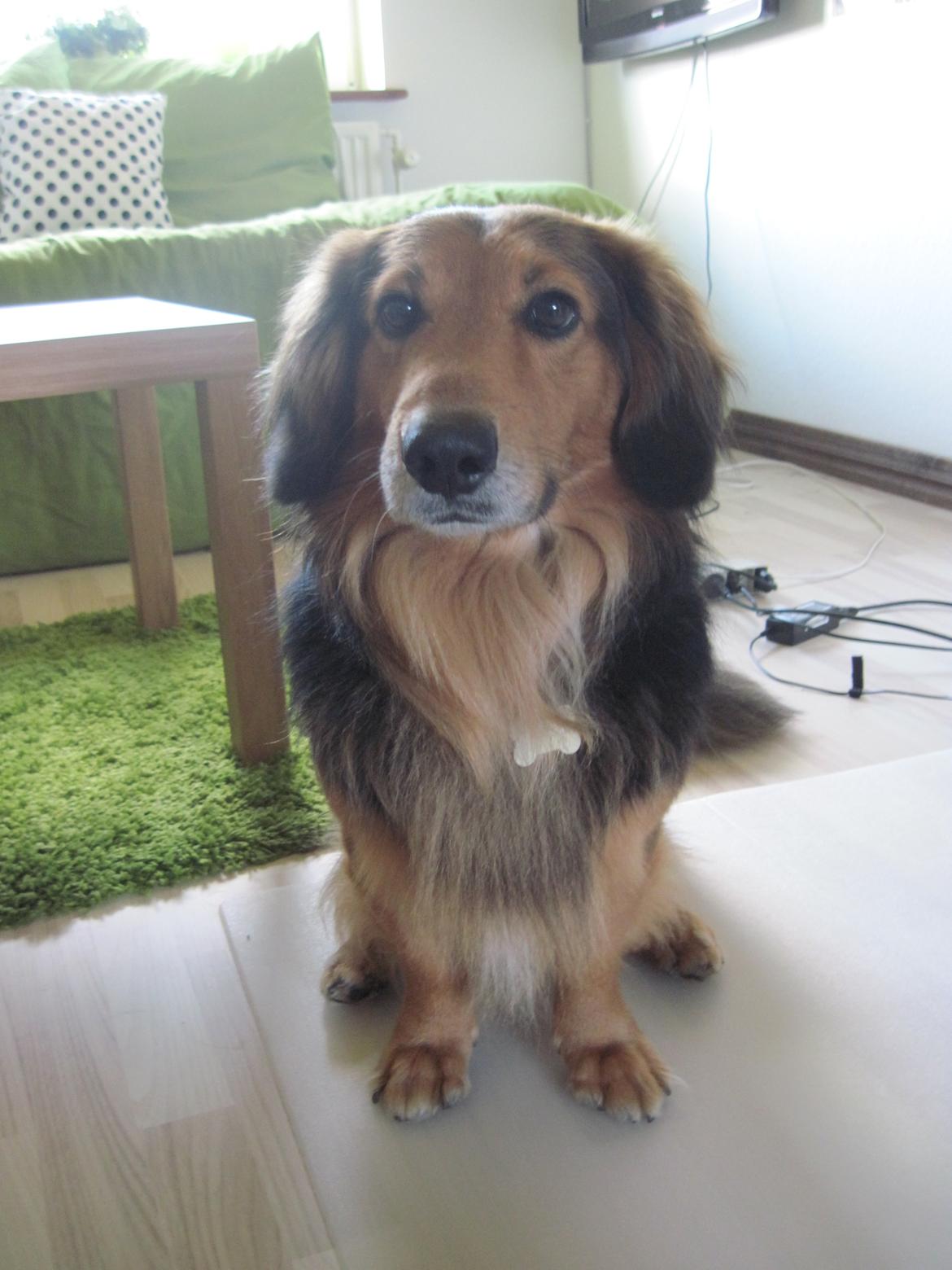 Blanding af racer †Baloo<3† Hvil i fred min ven.† - Velkommen til Baloo's profil!<3 billede 1