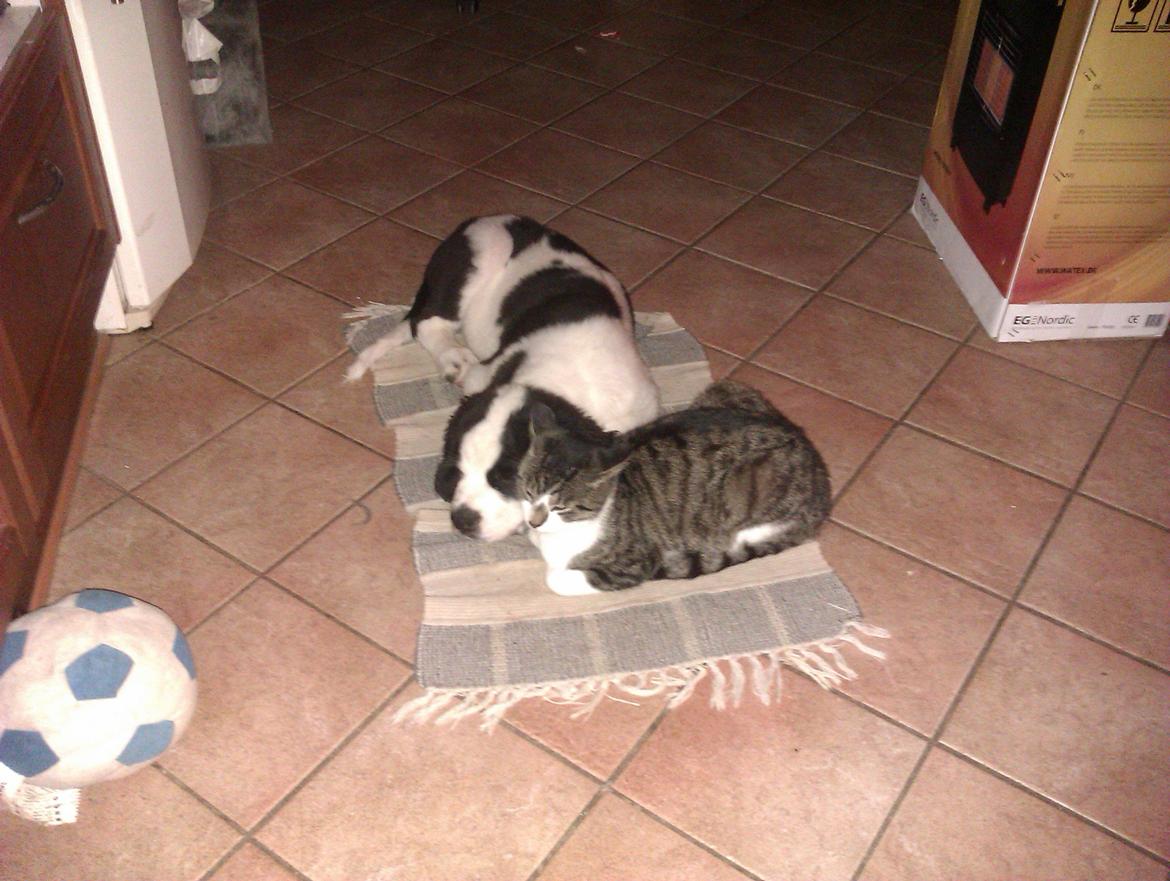 Blanding af racer Aksel - putte venner  billede 12