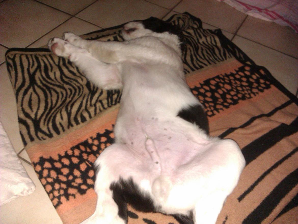 Blanding af racer Aksel - splat er hans bedste triks :D billede 13