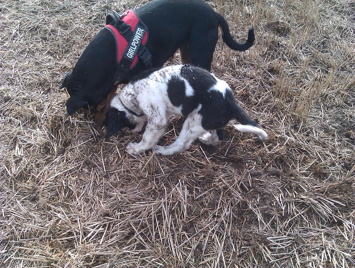 Blanding af racer Aksel - fælles grav :D billede 14