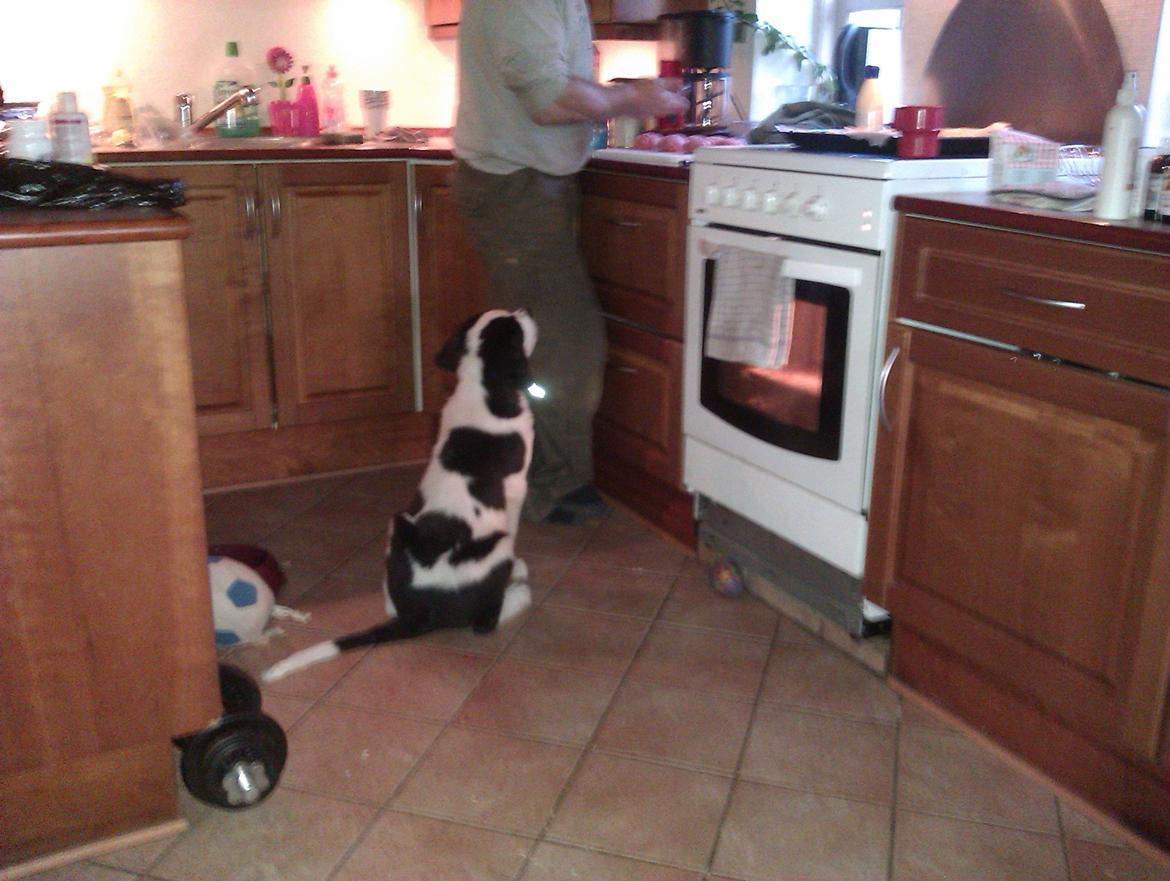 Blanding af racer Aksel - holder øje billede 15