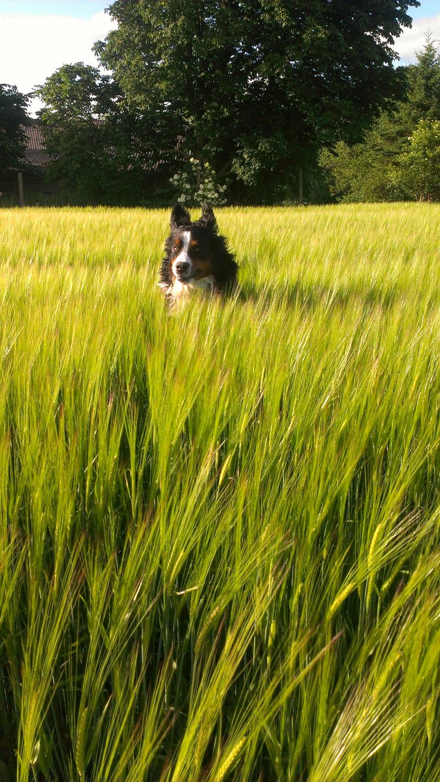 Berner sennenhund Gæbe's Hannibal (Kaldenavn: Basse) billede 16