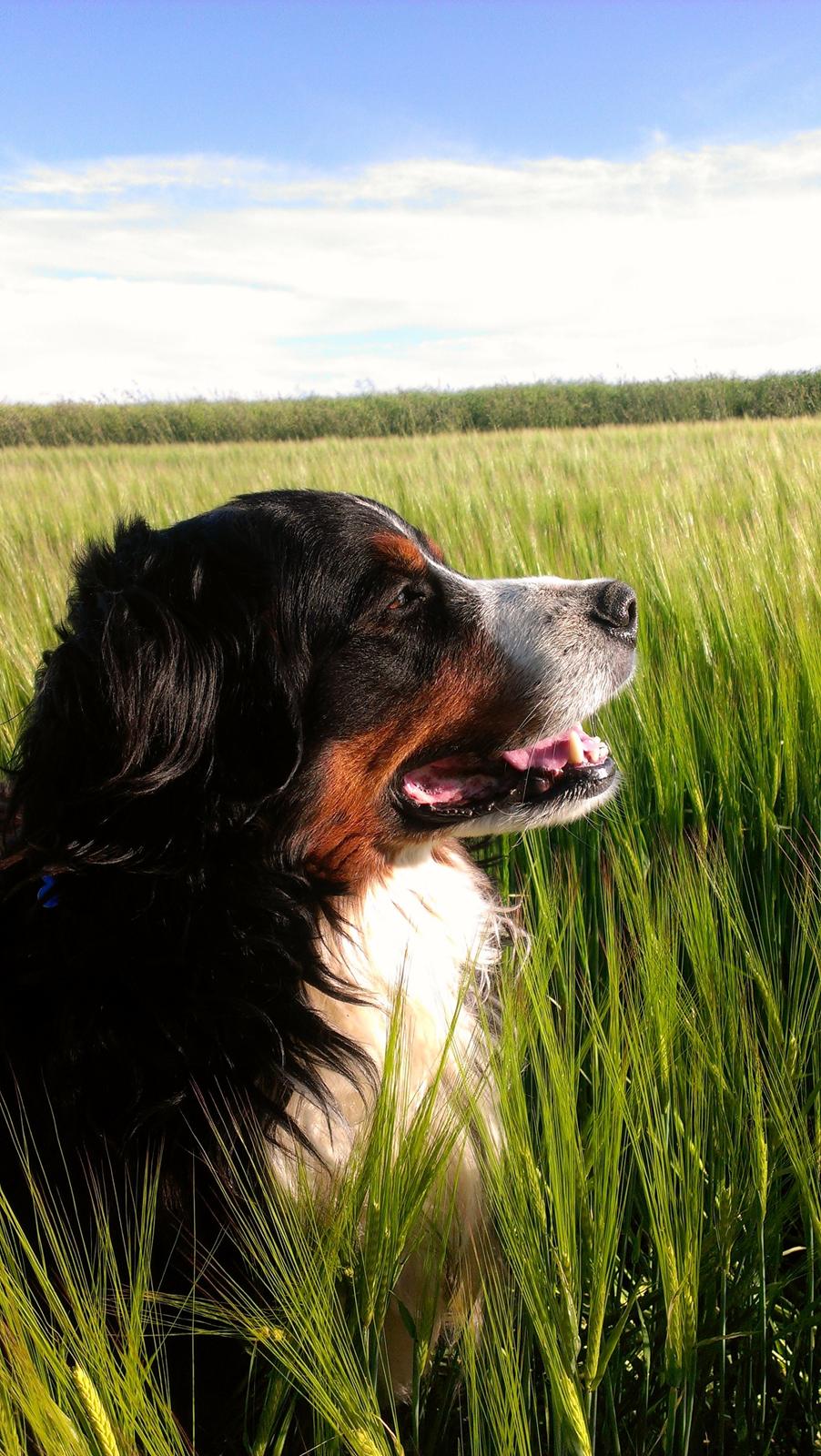 Berner sennenhund Gæbe's Hannibal (Kaldenavn: Basse) billede 1