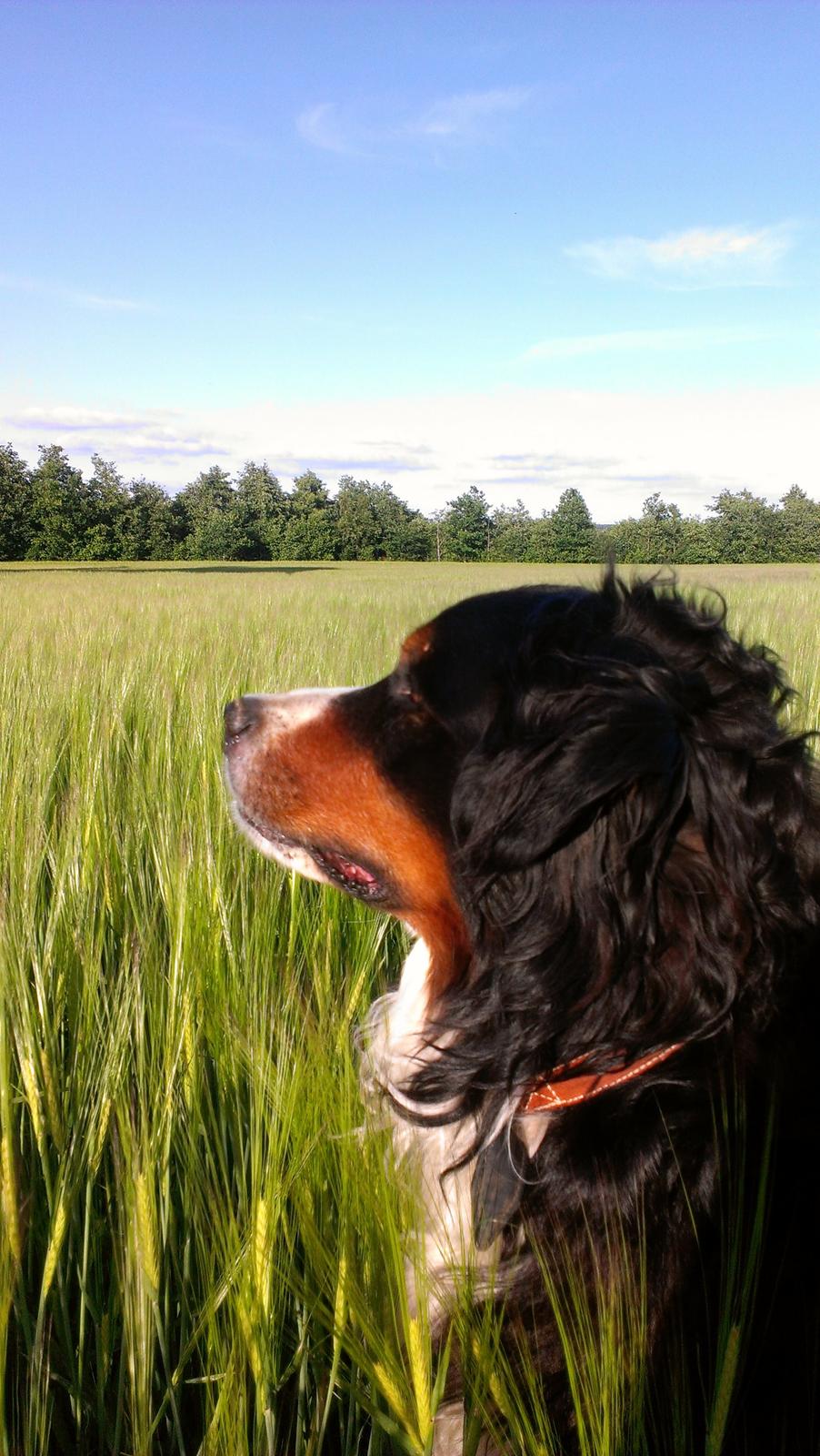 Berner sennenhund Gæbe's Hannibal (Kaldenavn: Basse) billede 17