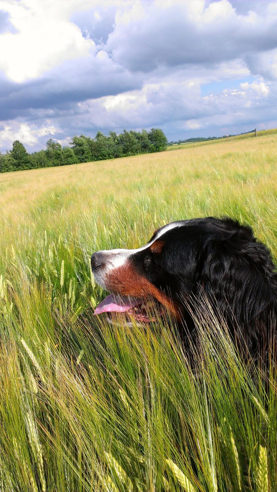 Berner sennenhund Gæbe's Hannibal (Kaldenavn: Basse) billede 18