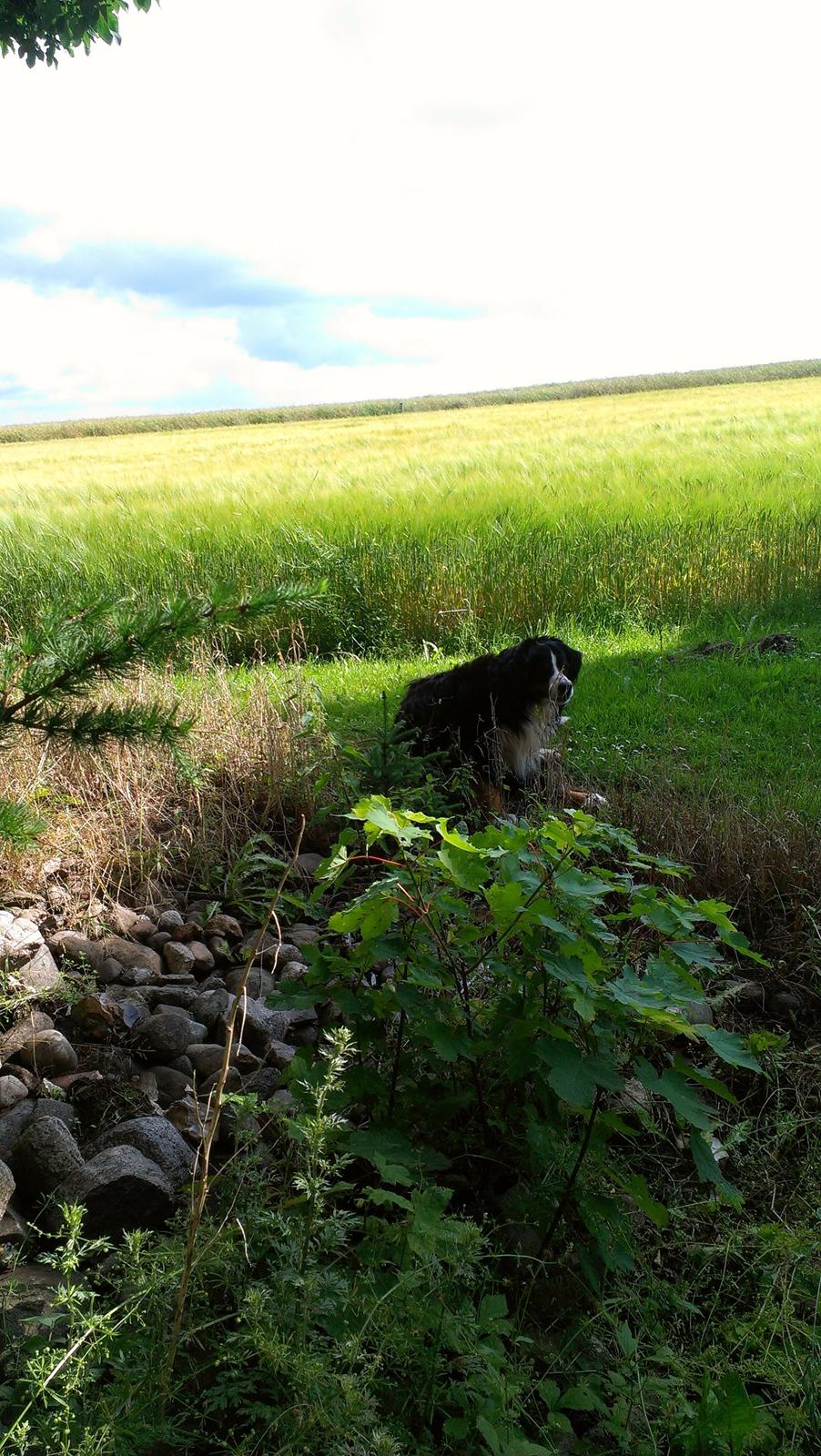 Berner sennenhund Gæbe's Hannibal (Kaldenavn: Basse) billede 19