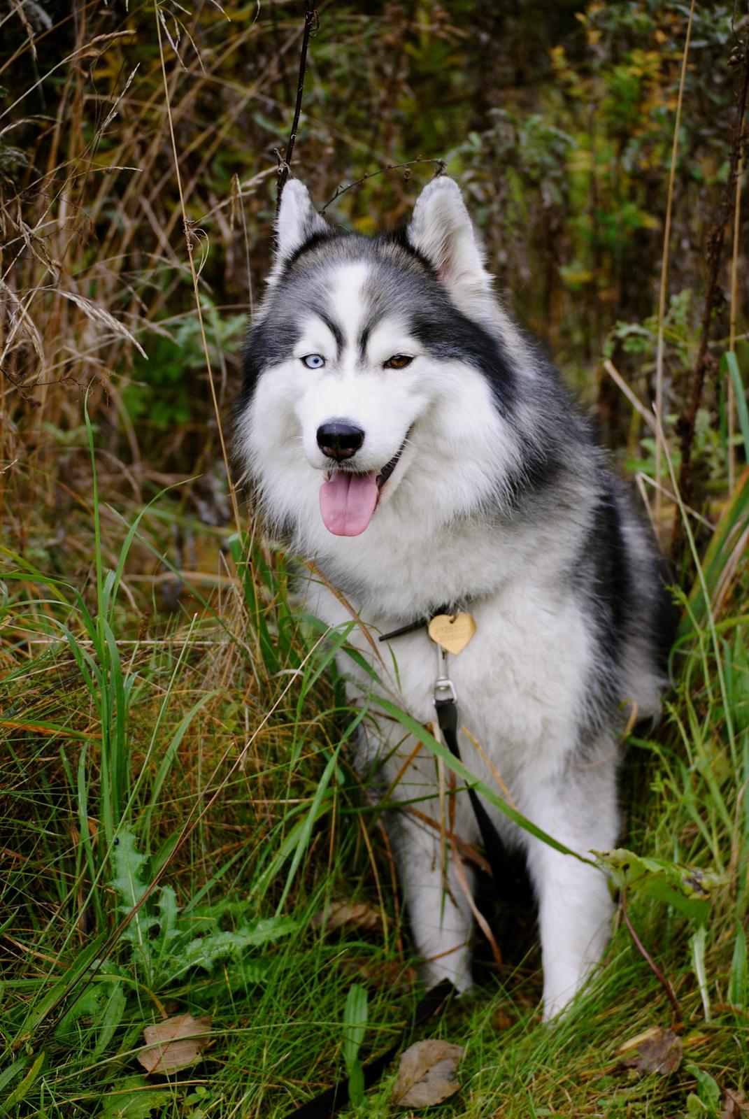 Siberian husky | Jeyzi - *Fotograf. Julie Ingemann - 2012 billede 25