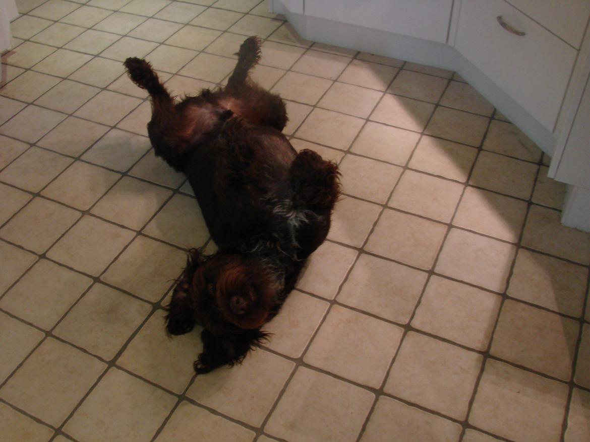 Ruhåret hønsehund Buster. billede 14