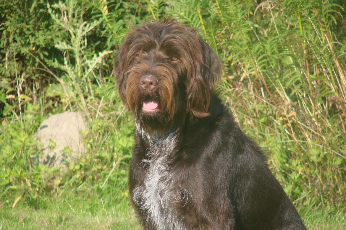 Ruhåret hønsehund Buster. billede 15