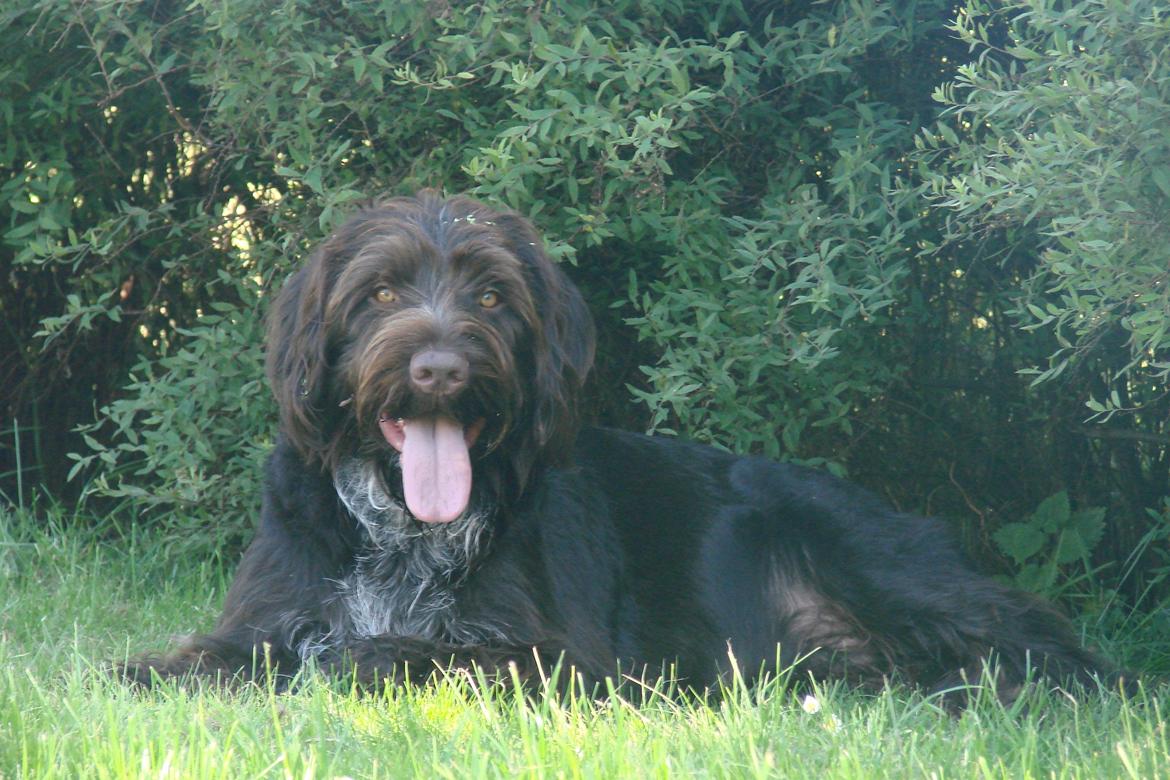 Ruhåret hønsehund Buster. billede 16