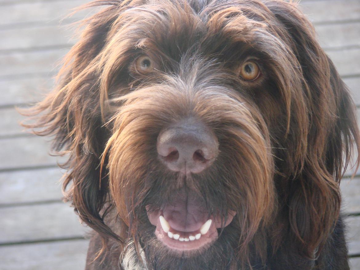 Ruhåret hønsehund Buster. billede 1