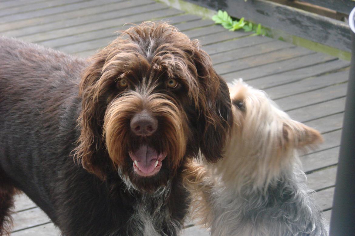 Ruhåret hønsehund Buster. billede 17