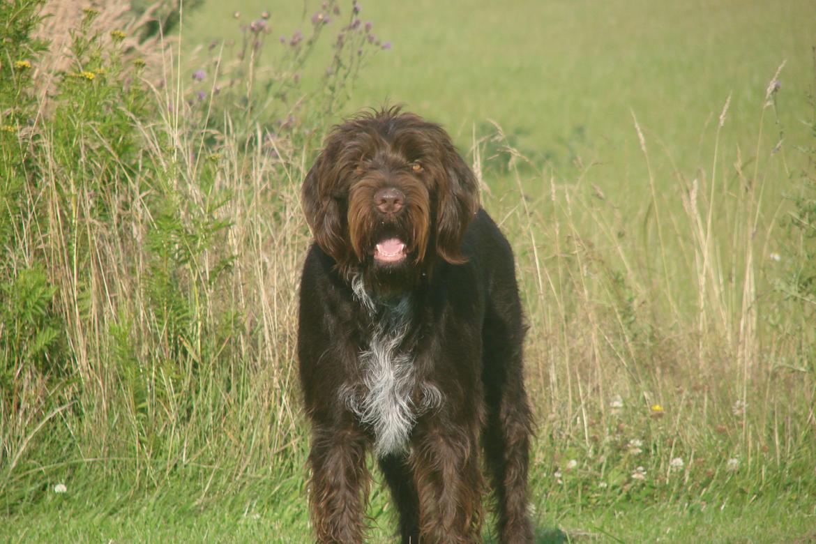 Ruhåret hønsehund Buster. billede 18
