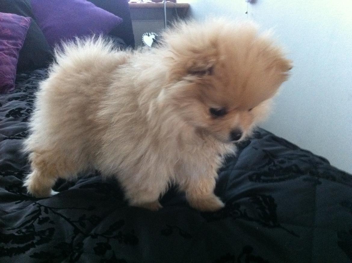 Pomeranian Shenna billede 9