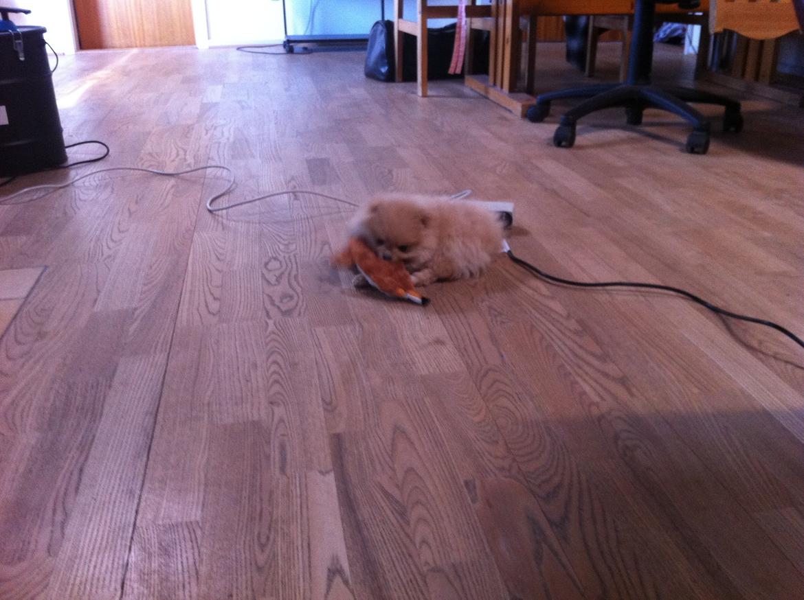 Pomeranian Shenna billede 10