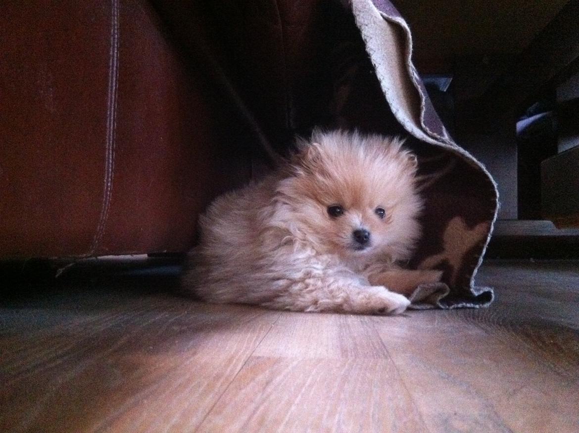 Pomeranian Shenna billede 11