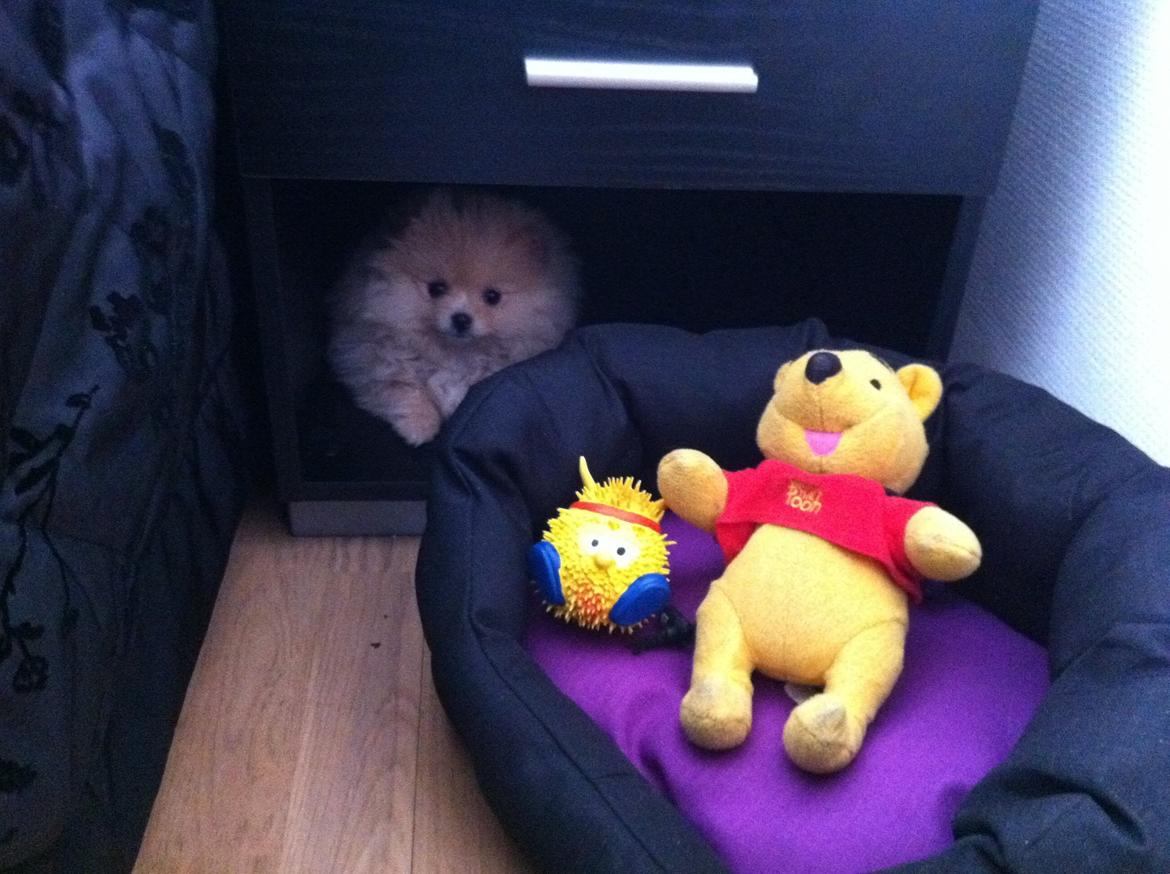 Pomeranian Shenna - Shenna gemmer sig for støvsugeren. billede 12