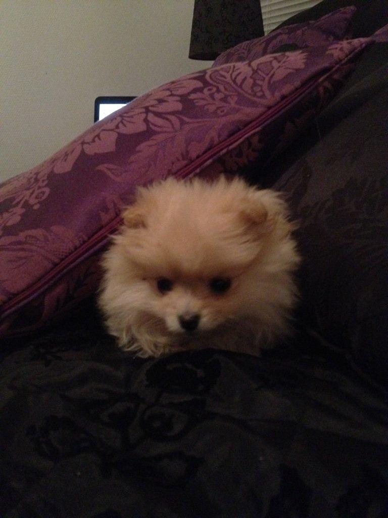 Pomeranian Shenna - En lille træt Shenna der har lagt sig hyggeligt og godt bag en pude :-) billede 13