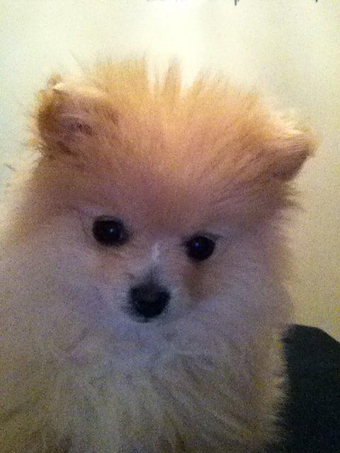 Pomeranian Shenna billede 14