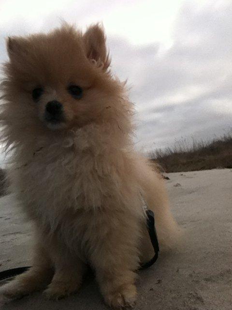 Pomeranian Shenna - Forårs dag på stranden. billede 15