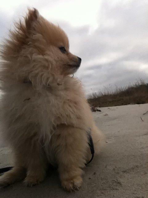 Pomeranian Shenna - Forårsdag på stranden. billede 16