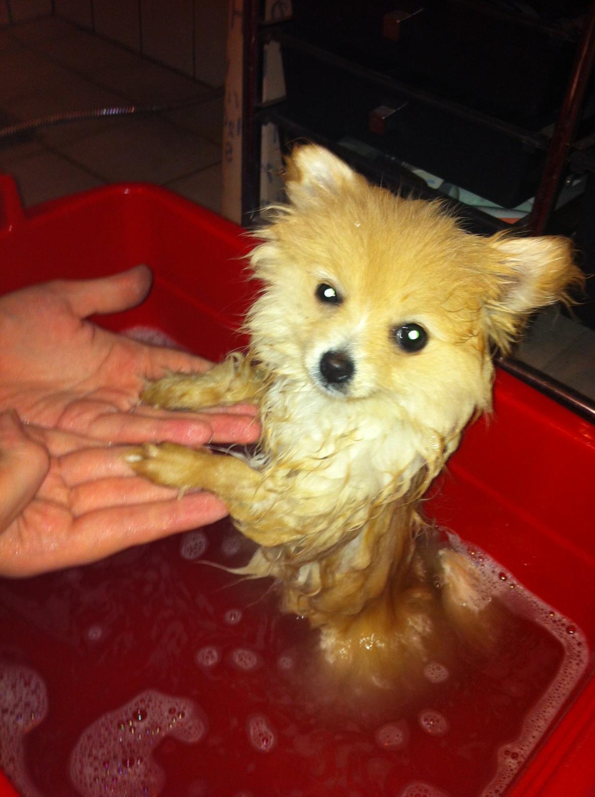 Pomeranian Shenna - Bade-tid hihi billede 4