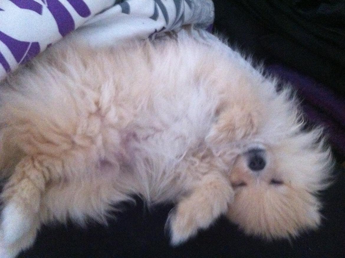 Pomeranian Shenna - En træt pomse. billede 17