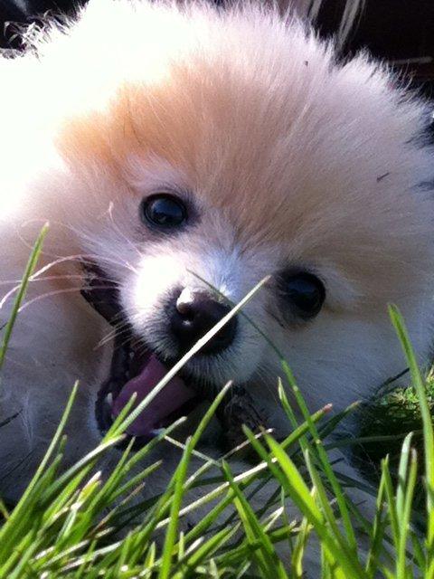 Pomeranian Shenna - En fjomse pomse der hygger sig i haven. billede 5