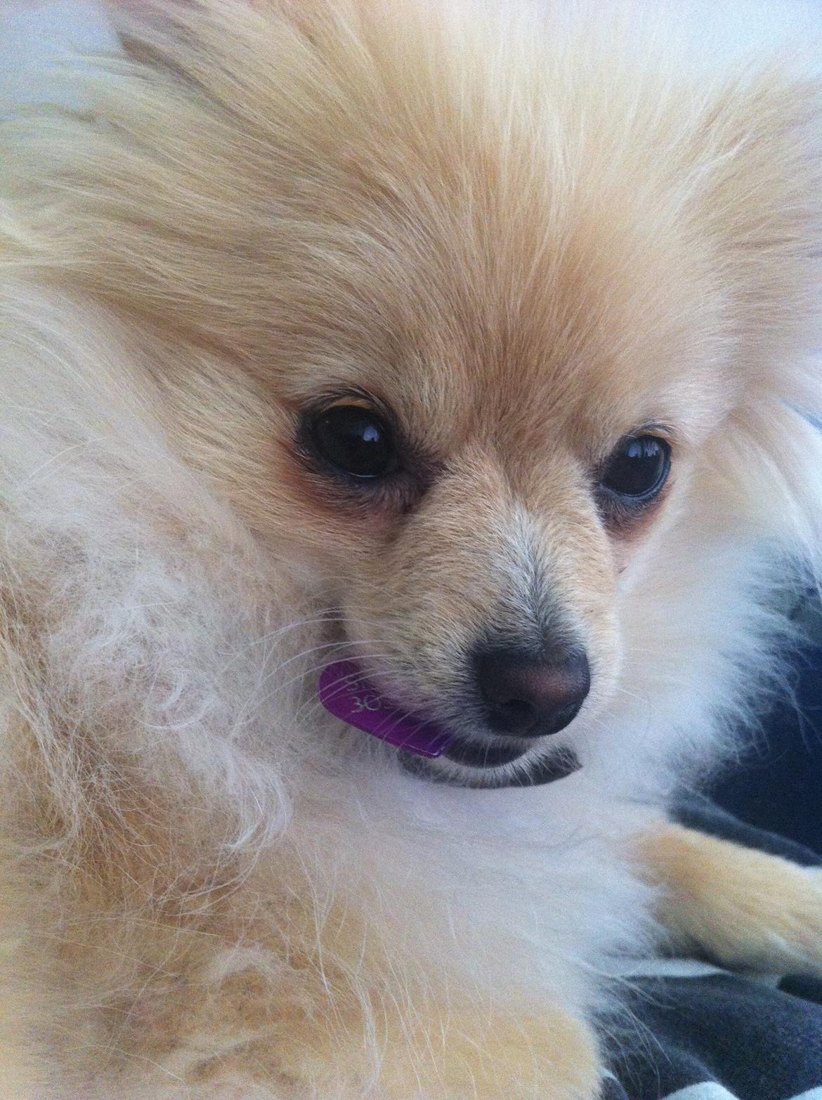 Pomeranian Shenna billede 18