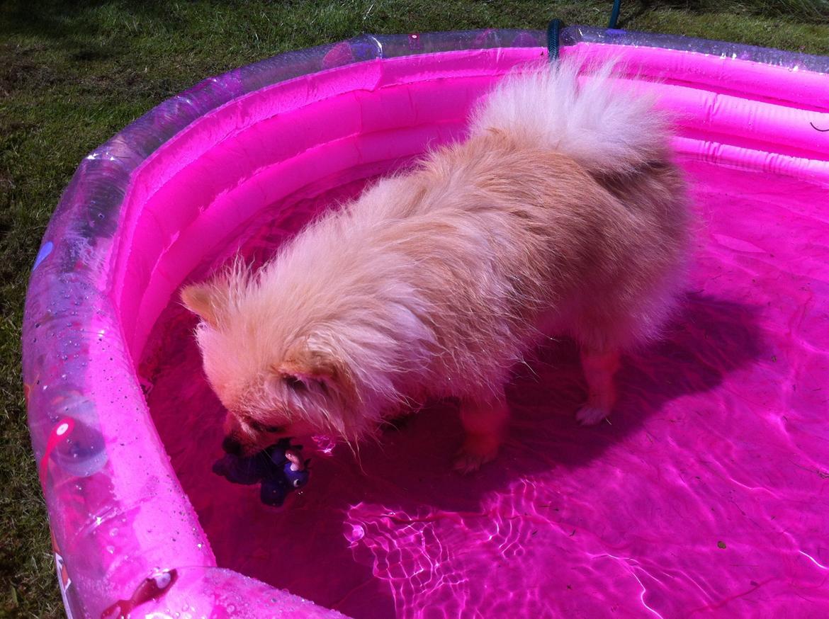 Pomeranian Shenna billede 19