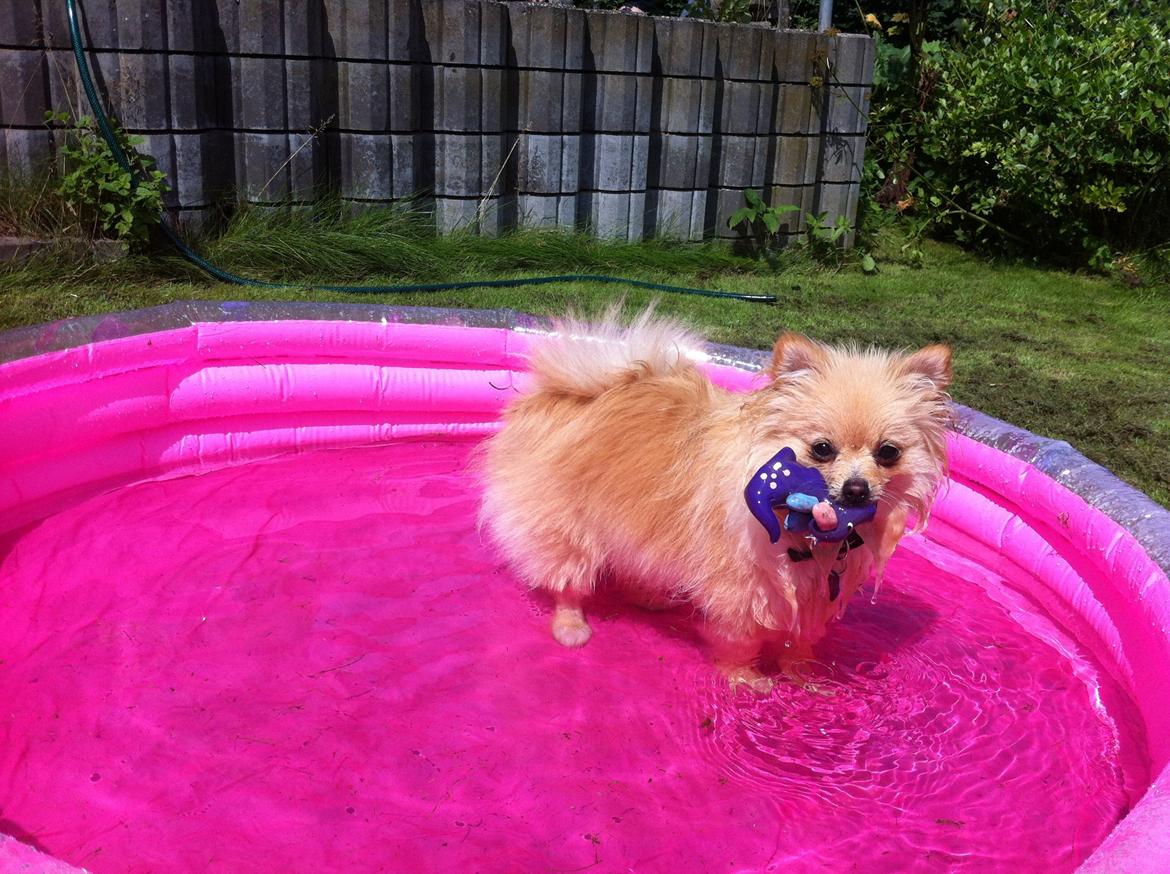 Pomeranian Shenna - Shenna i sin pool, med sit badedyr. billede 3