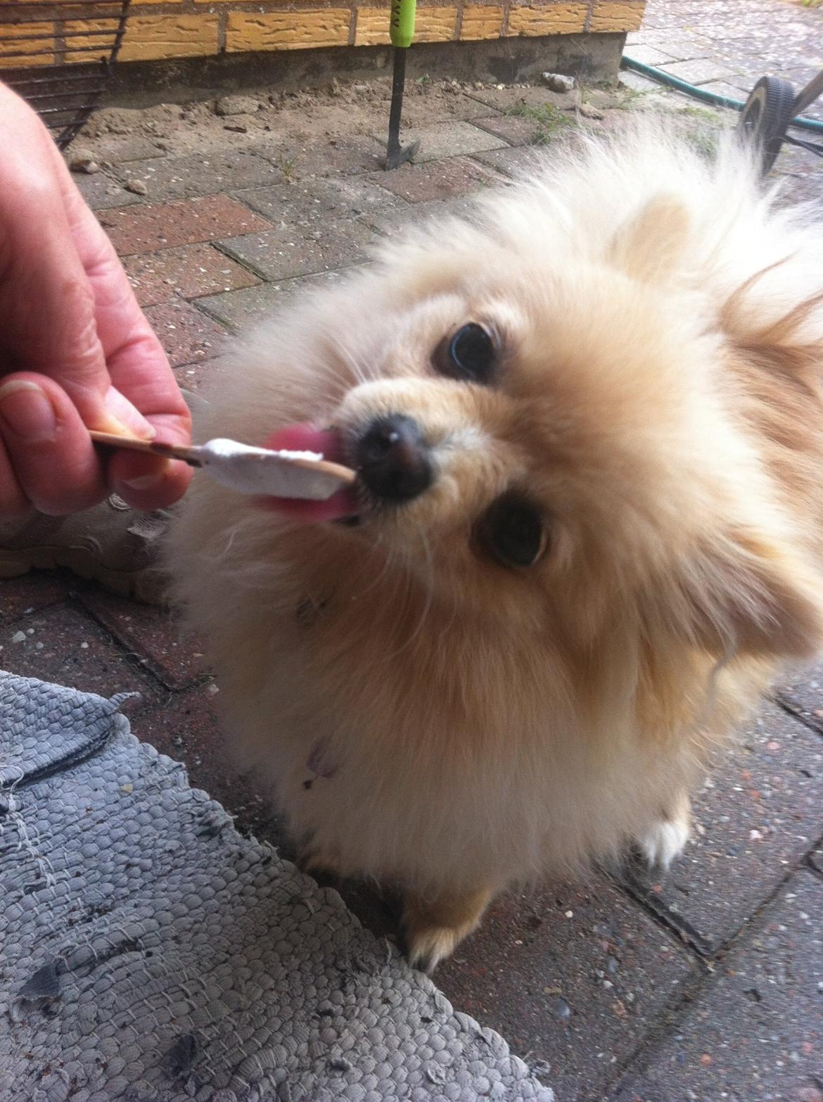 Pomeranian Shenna - Mhh, is! billede 6