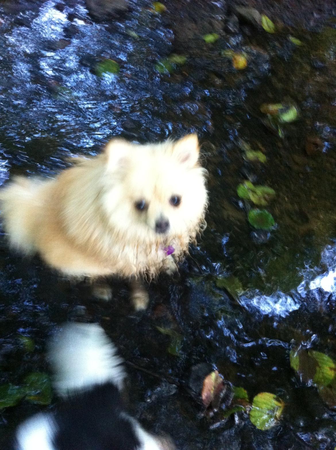 Pomeranian Shenna - En bedskit Shenna i en lille bæk i skoven :-) billede 7