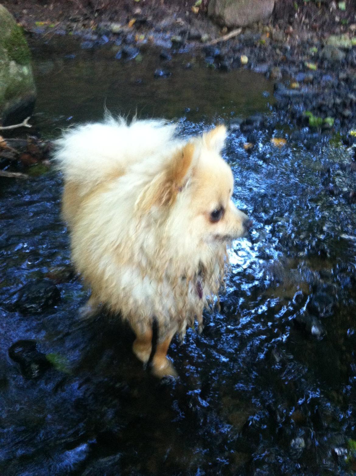 Pomeranian Shenna - En bedskidt Shenna i en lille bæk i skoven :-) billede 8