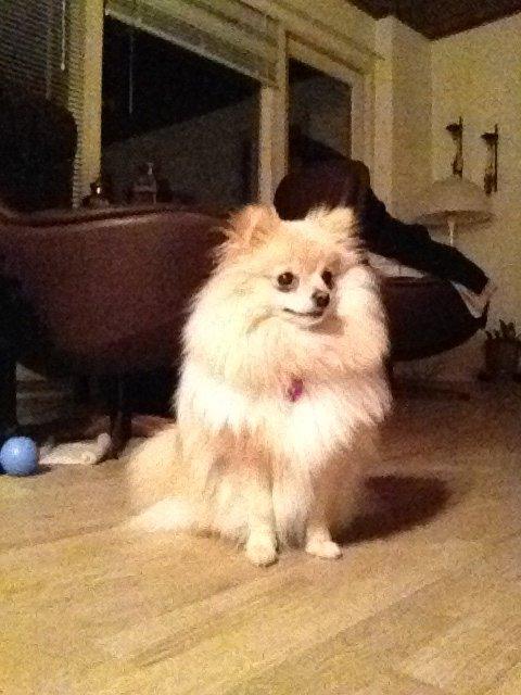 Pomeranian Shenna billede 2