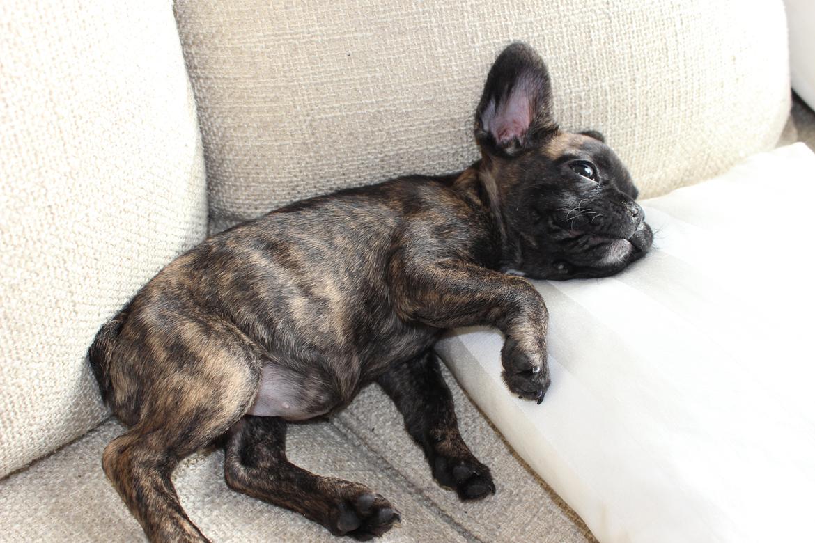 Fransk bulldog Nanna - 8 uger billede 24