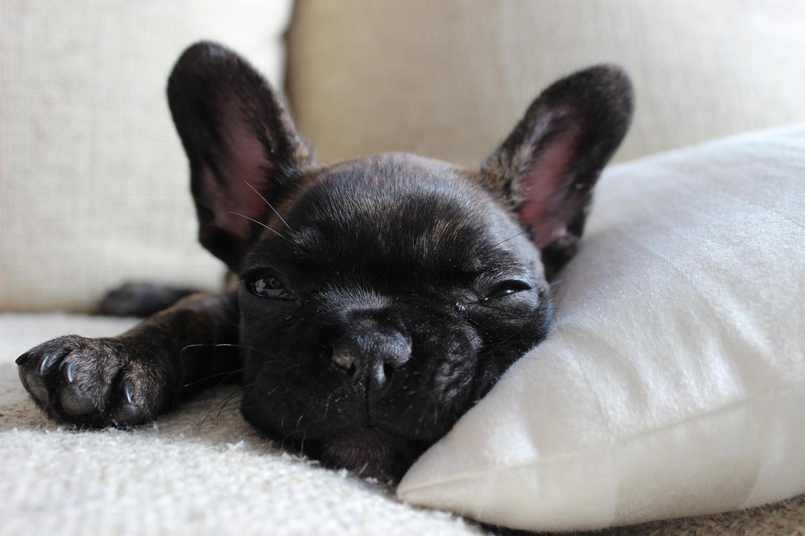 Fransk bulldog Nanna - 8 uger billede 25