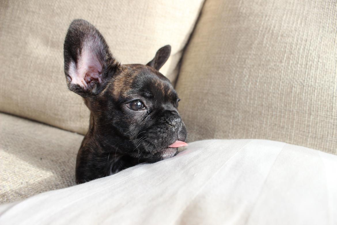 Fransk bulldog Nanna - Jeg kan allerede række tunge ;-)

8 uger billede 23