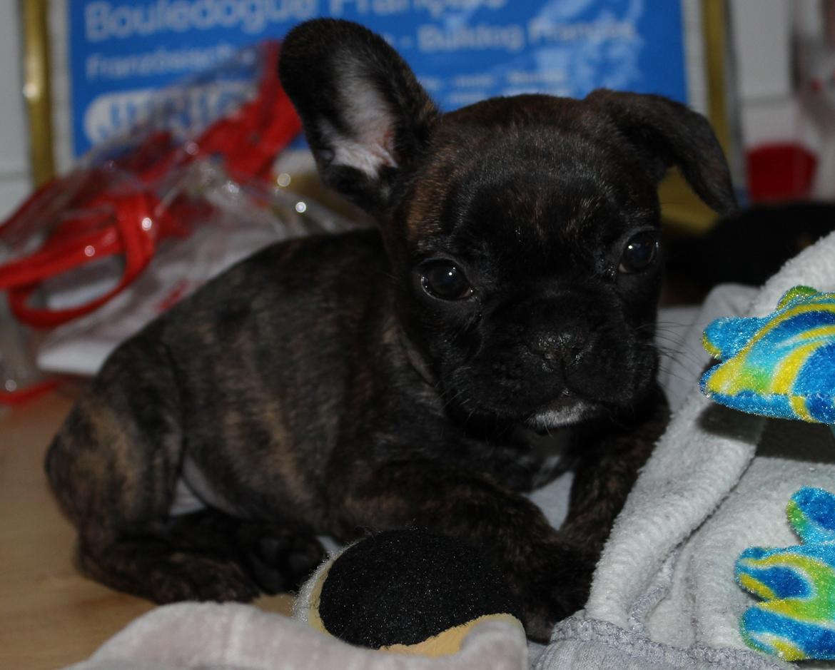Fransk bulldog Nanna - 7,5 uge  billede 26