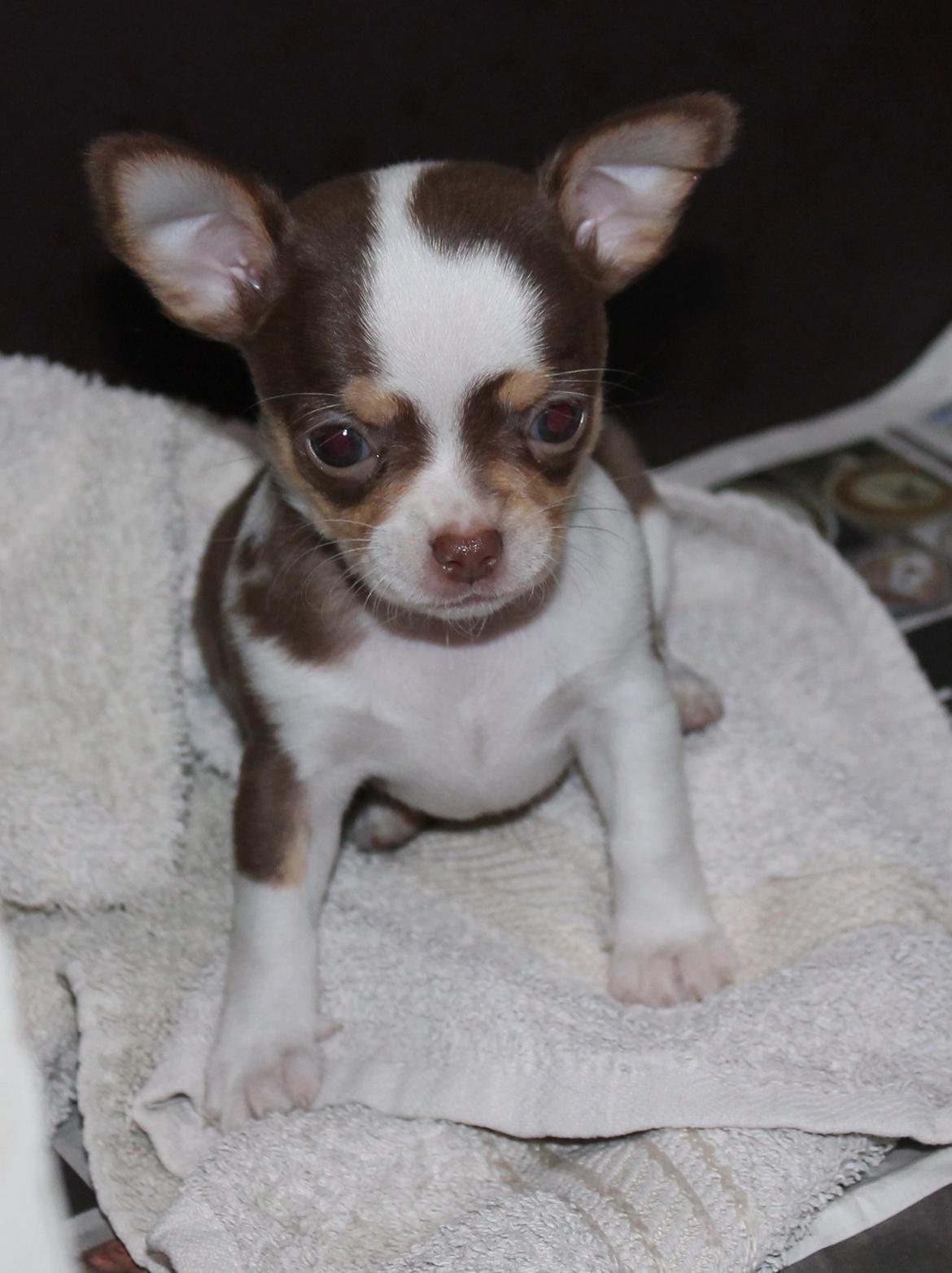 Chihuahua Smilla billede 1