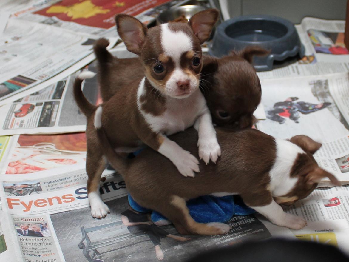 Chihuahua Smilla billede 2