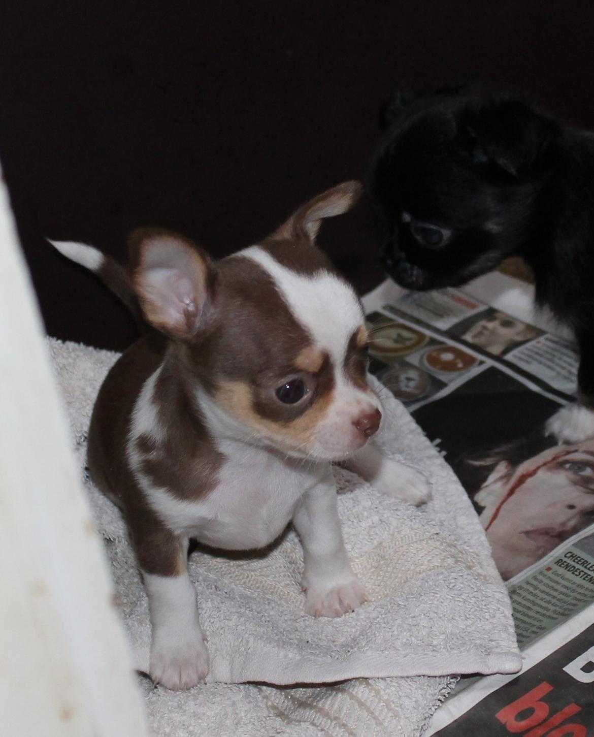 Chihuahua Smilla billede 5