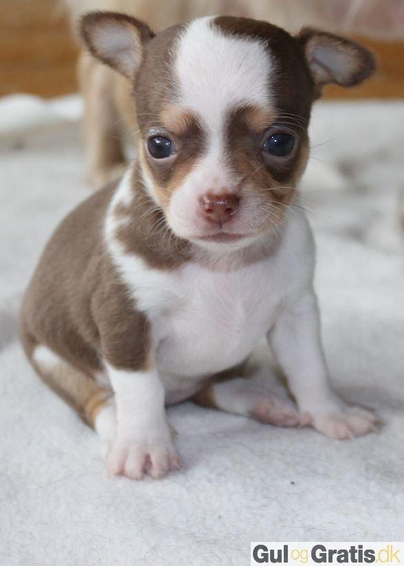 Chihuahua Smilla billede 6