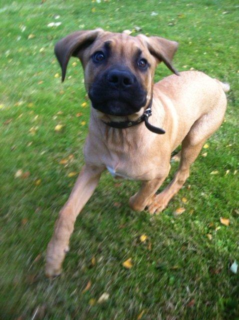 Blanding af racer Tiko ~ himmelhund 14/7-12 - 22/2-19 - Okt. 2012 billede 13