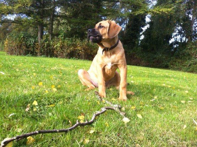 Blanding af racer Tiko ~ himmelhund 14/7-12 - 22/2-19 - Okt. 2012 billede 14