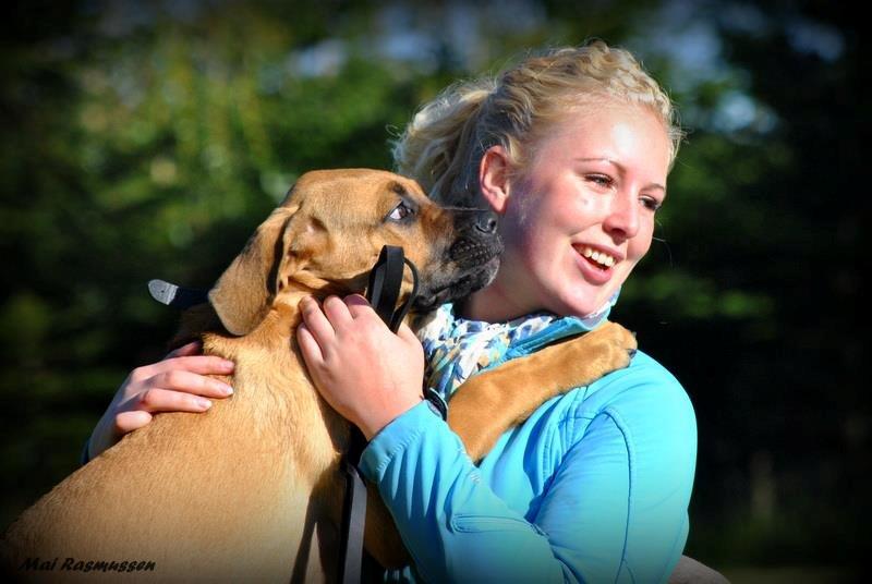 Blanding af racer Tiko ~ himmelhund 14/7-12 - 22/2-19 - Hundetræning Sept. 2012 billede 16