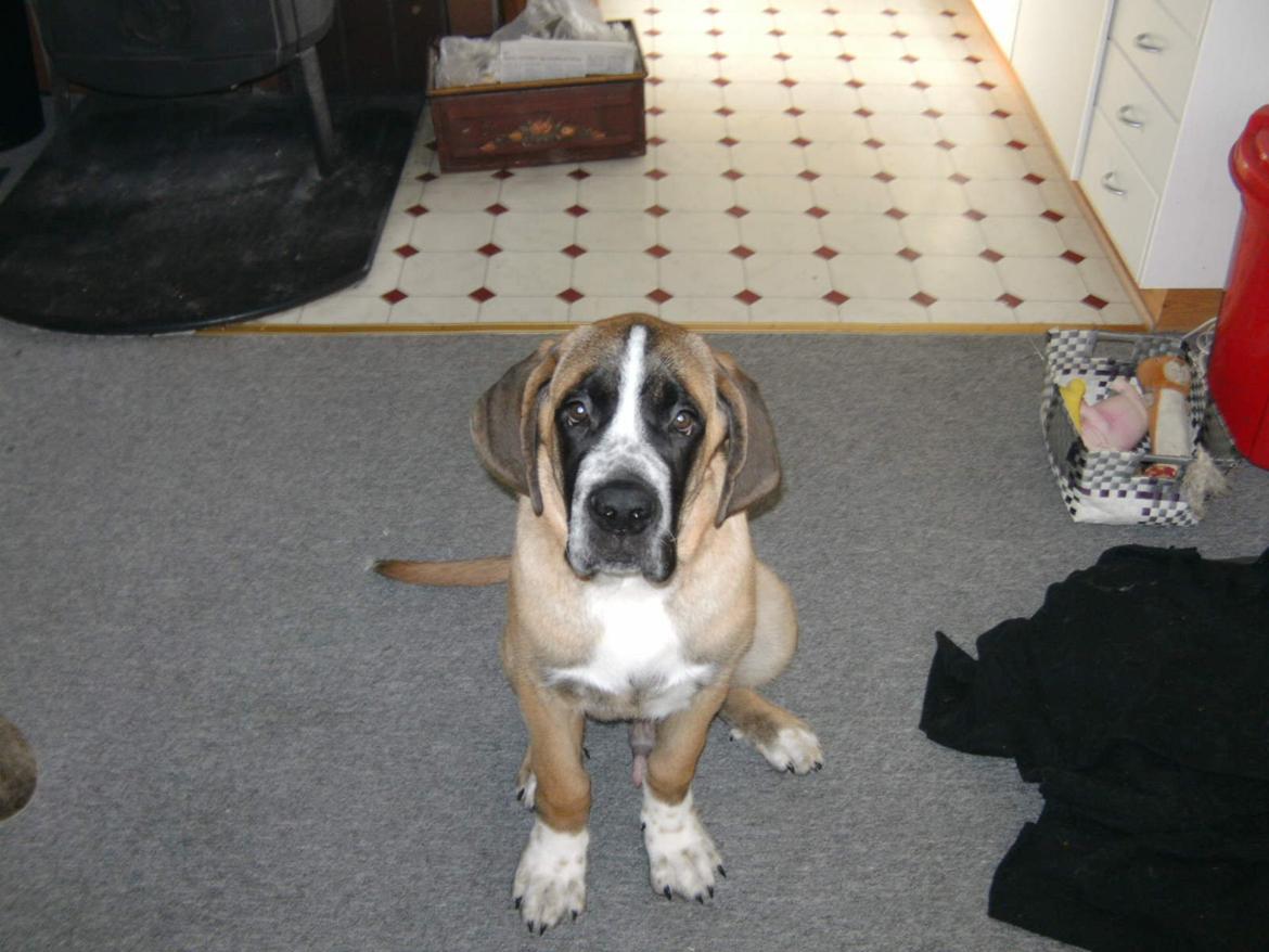 Blanding af racer Leon - Leon 16 uger. billede 3