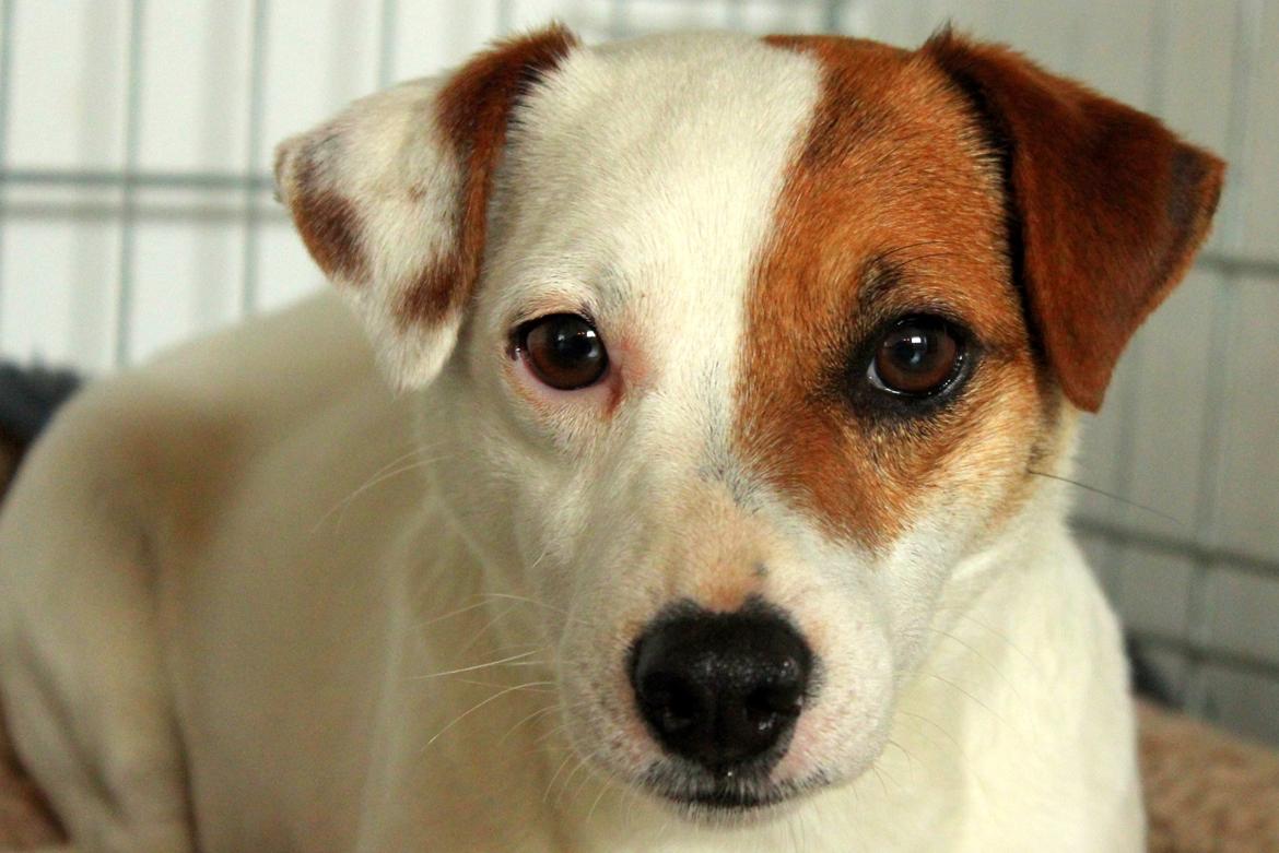 Jack russell terrier Karlsbjergårdens Lady Roxy * HIMMELHUND* billede 2