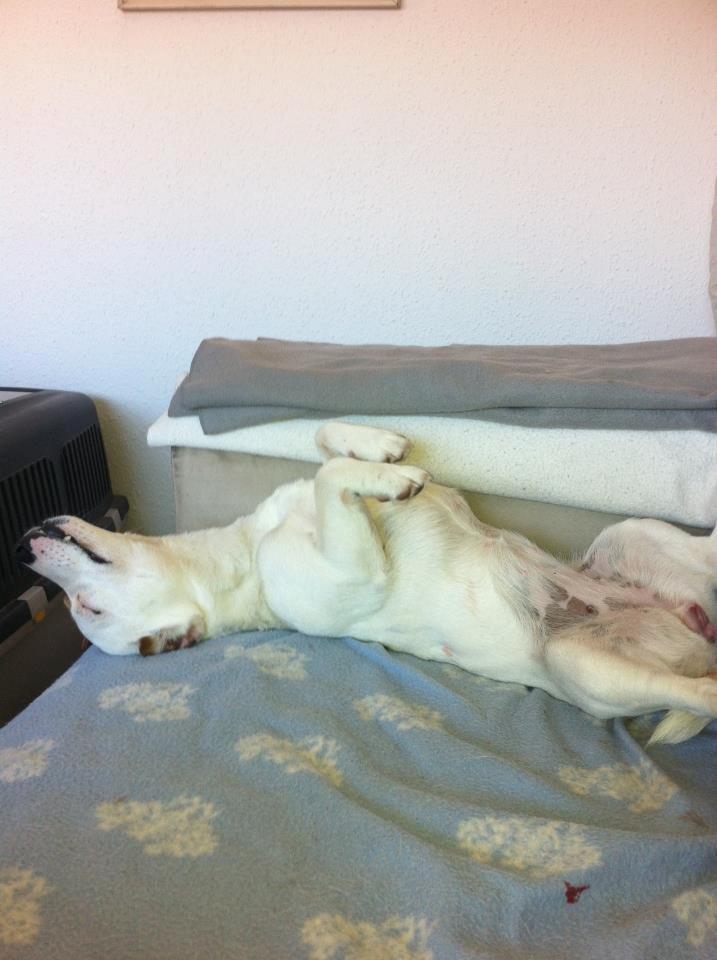 Jack russell terrier Karlsbjergårdens Lady Roxy * HIMMELHUND* billede 3